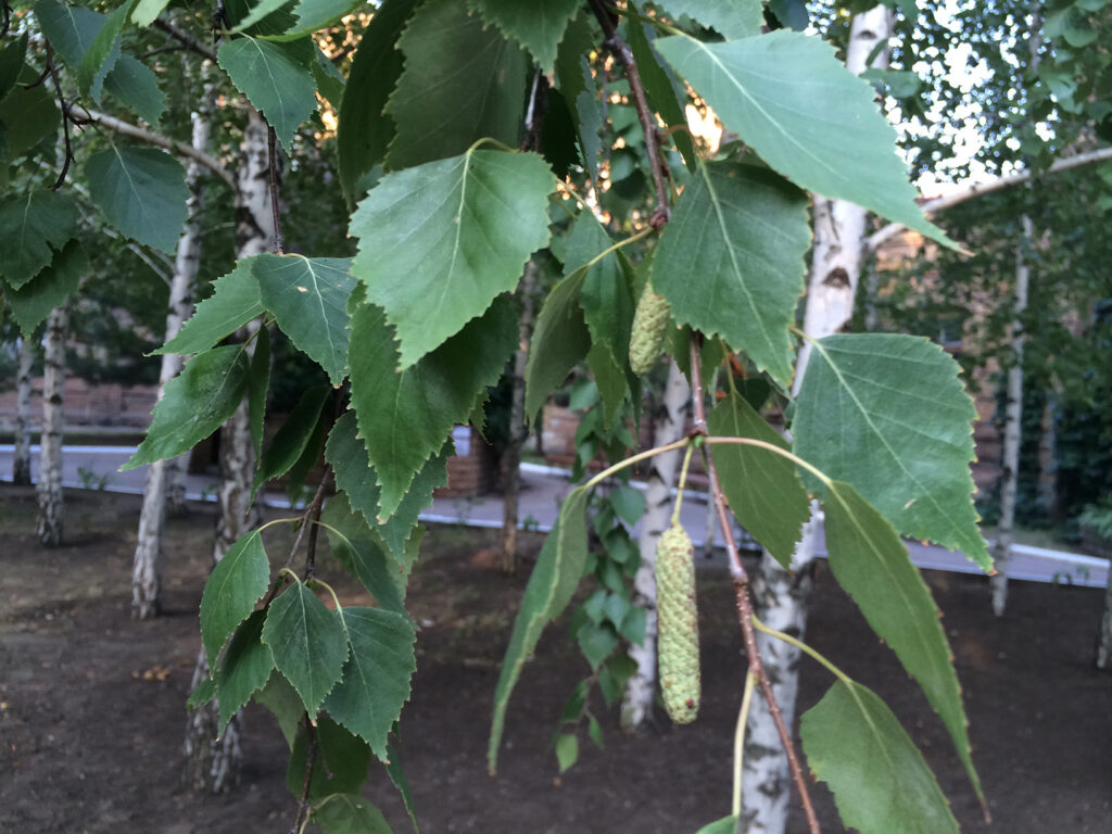 Birch Leaves and Catkins