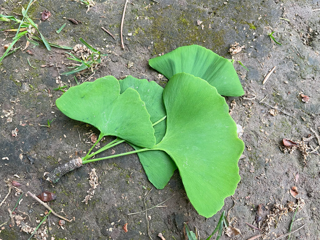 Ginkgo biloba four leaves