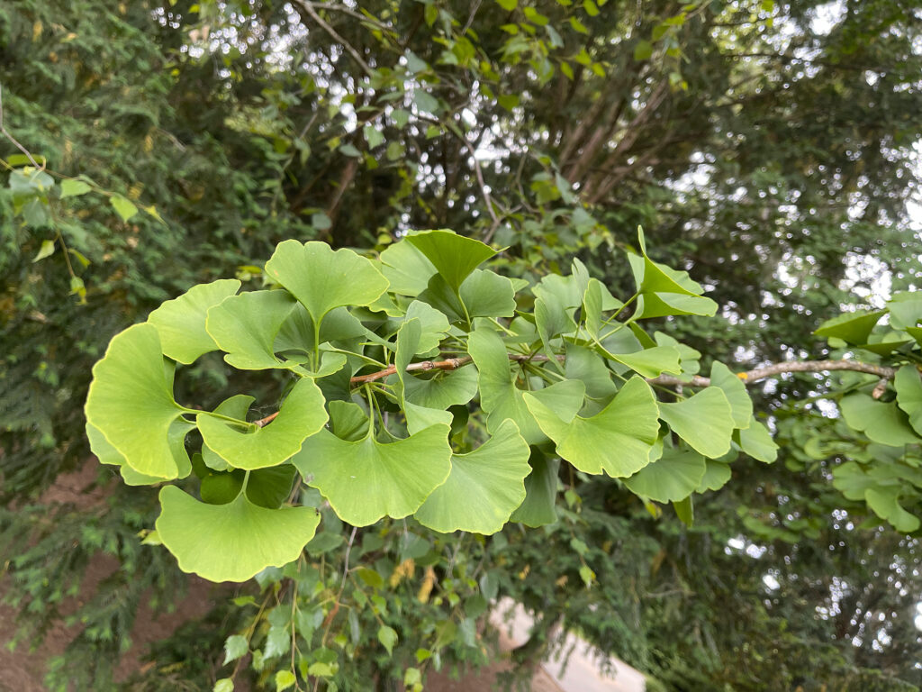 Ginkgo biloba branch source