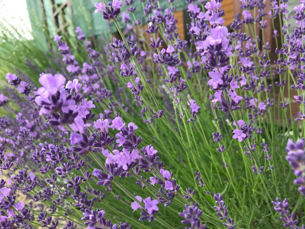 lavender